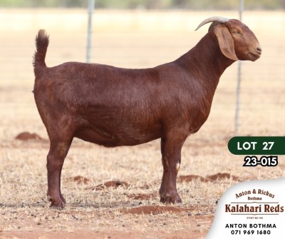 1X KALAHARI RED PREGNANT STUD DOE ANTON & RICKUS BOTHMA