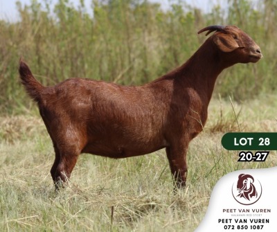 1X KALAHARI RED PREGNANT FLOCK DOE PEET VAN VUREN KALAHARI RED STOET