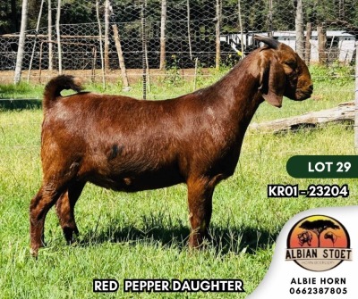 1X KALAHARI RED STUD DOE ALBIAN STOET