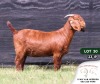 1X KALAHARI RED STUD DOE VAN HEERDEN STOET