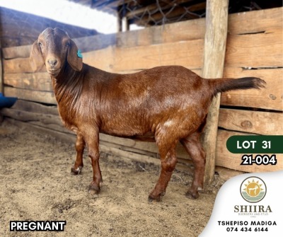 1X KALAHARI RED PREGNANT FLOCK DOE SHIIRA BOERDERY AND STUD