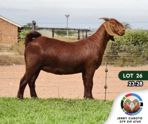 1X KALAHARI RED STUD DOE JENNY KALAHARI RED