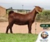 1X KALAHARI RED STUD DOE JENNY KALAHARI RED