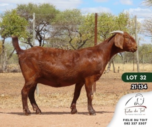1X KALAHARI RED PREGNANT STUD DOE FIELIE DU TOIT