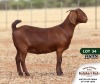 1X KALAHARI RED FLOCK DOE ANTON & RICKUS BOTHMA