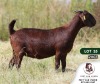 1X KALAHARI RED FLOCK DOE PEET VAN VUREN KALAHARI RED STOET