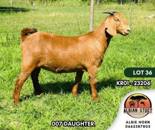1X KALAHARI RED STUD DOE ALBIAN STOET