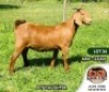 1X KALAHARI RED STUD DOE ALBIAN STOET