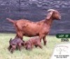 1+2X KALAHARI RED FLOCK DOE VAN HEERDEN STOET