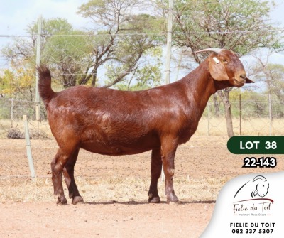 1WITHDRAWN - X KALAHARI RED DOE FIELIE DU TOIT