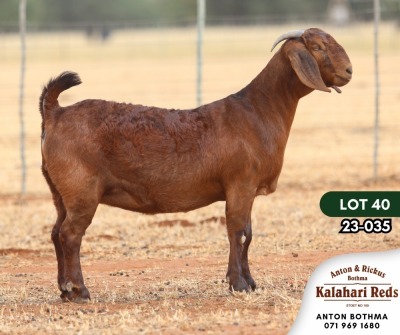 1X KALAHARI RED PREGNANT STUD DOE ANTON & RICKUS BOTHMA