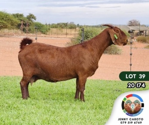1X KALAHARI RED PREGNANT STUD DOE JENNY KALAHARI RED