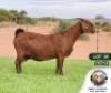 1X KALAHARI RED PREGNANT STUD DOE JENNY KALAHARI RED