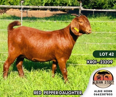 1X KALAHARI RED FLOCK DOE ALBIAN STOET