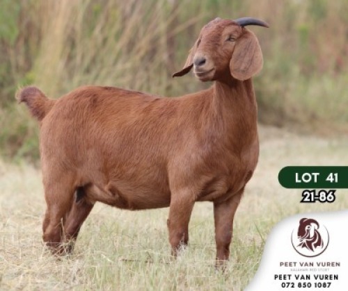 1X KALAHARI RED PREGNANT FLOCK DOE PEET VAN VUREN KALAHARI RED STOET