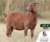1X KALAHARI RED PREGNANT FLOCK DOE PEET VAN VUREN KALAHARI RED STOET