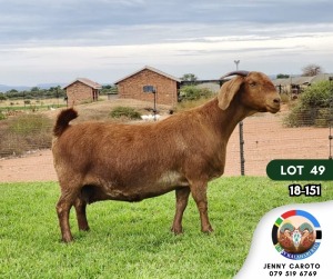 1X KALAHARI RED PREGNANT STUD DOE JENNY KALAHARI RED