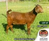 1X KALAHARI RED FLOCK DOE ALBIAN STOET