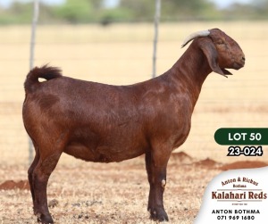 1X KALAHARI RED STUD DOE ANTON & RICKUS BOTHMA