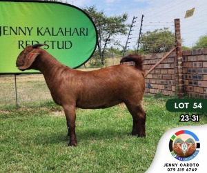 1X KALAHARI RED PREGNANT FLOCK ON TEATS DOE JENNY KALAHARI RED