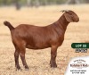 1X KALAHARI RED STUD DOE ANTON & RICKUS BOTHMA