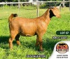 1X KALAHARI RED FLOCK DOE ALBIAN STOET