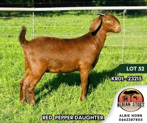 1X KALAHARI RED STUD DOE ALBIAN STOET