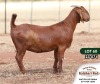 1X KALAHARI RED STUD DOE ANTON & RICKUS BOTHMA