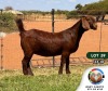 1X KALAHARI RED PREGNANT STUD DOE JENNY KALAHARI RED