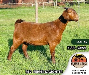 1X KALAHARI RED FLOCK DOE ALBIAN STOET