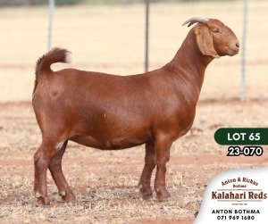 1X KALAHARI RED STUD DOE ANTON & RICKUS BOTHMA