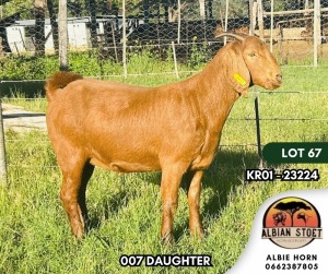 1X KALAHARI RED FLOCK DOE ALBIAN STOET