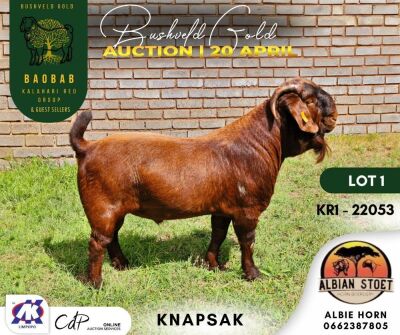 1X KALAHARI RED STUD (KNAPSAK) BUCK (REPLACEMENT RAM) ALBIAN STOET