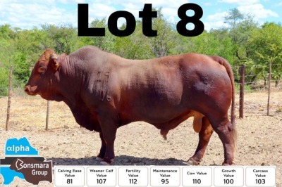 1x BONSMARA BULL BOTSWANA BONSMARA STUD GHS 190138