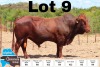 WITHDRAWN - 1x BONSMARA BULL BOTSWANA BONSMARA STUD GHS 200034