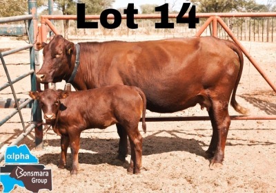 1+1x BONSMARA COW & CALF MEDUPI BONSMARAS MED 18-067 & MED23-065