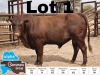 1x BONSMARA BULL MEDUPI BONSMARAS MED 200020