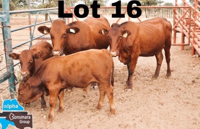 2+2x BONSMARA COW & CALF MEDUPI BONSMARAS MED 20-262 & MED23-345 / MED 20-300&MED 23-347