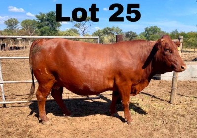 1x BONSMARA PREGNANT COW GREENWAY BONSMARAS GHS 18-095