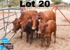 2+2x BONSMARA COW & CALF MEDUPI BONSMARAS MED 18-201&MED23-056 / MED15-091&MED23-056