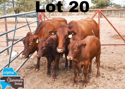 2+2x BONSMARA COW & CALF MEDUPI BONSMARAS MED 18-201&MED23-056 / MED15-091&MED23-056