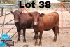 2x BONSMARA OPEN HEIFER MEDUPI BONSMARAS MED 22-461/MED 22-466