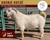 1X SAVANAH FLOCK 11-229 BUCK KOENIE KOTZE