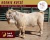 1X SAVANAH FLOCK 11-228 BUCK KOENIE KOTZE