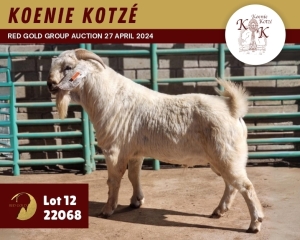 1X SAVANAH FLOCK 11-230 BUCK KOENIE KOTZE