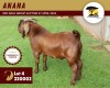 1X KALAHARI RED FLOCK 11-225 BUCK ANANA KALAHARI REDS