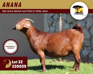 1X KALAHARI RED PREGNANT FLOCK 42-201 DOE ANANA KALAHARI REDS