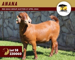 1X KALAHARI RED PREGNANT FLOCK 42-203 DOE ANANA KALAHARI REDS