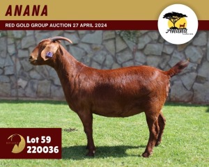 1X KALAHARI RED PREGNANT FLOCK 42-207 DOE ANANA KALAHARI REDS