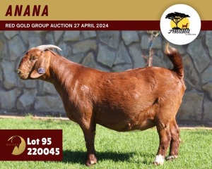 1X KALAHARI RED PREGNANT FLOCK ON COLOR 42-199 DOE ANANA KALAHARI REDS